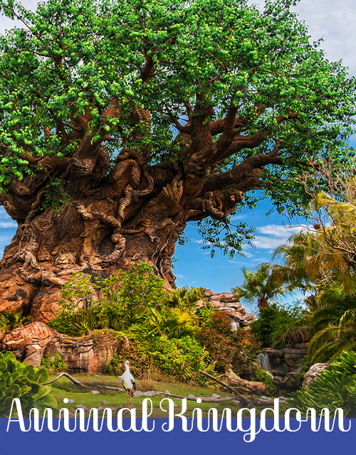 Tree of Life at Disney Animal Kingdom